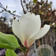 Magnolia soul. 'Alba Superba' 250-300 cm container meerstammig