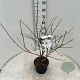 Magnolia stellata 40-50 cm 5,0L