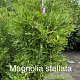 Magnolia stellata 125-150 cm met kluit solitair