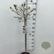 Magnolia stellata 60 cm stam 7,5L