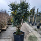 Mahonia media 'Charity' 175-200 cm container meerstammig