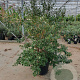 Myrtus communis tarentina 80-100 cm 2,5L