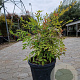 Nandina domestica 50-60 cm 10L