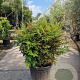 Nandina d. 'Gulf Stream' 50-60 cm 25L