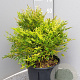 Nandina d. 'Moon Bay' 30-40 cm 9L