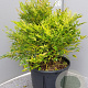 Nandina d. 'Moon Bay' 30-40 cm 9L