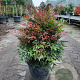 Nandina d. Obsessed 40-60 cm 15L