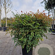 Nandina d. Obsessed 80-100 cm 18L