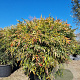 Nandina d. Obsessed 100-125 cm container
