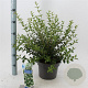 Osmanthus burkwoodii 30-40 cm 5,0L