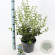 Osmanthus burkwoodii 30-40 cm 5,0L