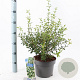 Osmanthus burkwoodii 30-40 cm 5,0L