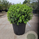 Osmanthus burkwoodii 50 cm container bol