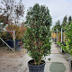 Osmanthus fragrans aurantiacus 175-200 cm container meerstammig