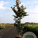 Parrotia persica 175-200 cm 12L