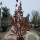 Parrotia persica 250-300 cm container meerstammig