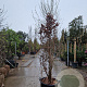 Parrotia persica 300-350 cm container meerstammig