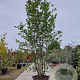 Parrotia persica 350-400 cm container meerstammig
