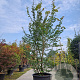 Parrotia persica 'Vanessa' 300-350 cm container meerstammig