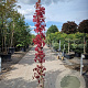 Parthenocissus quinquefolia 250-300 cm 10L