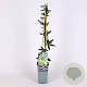 Passiflora caerulea 70 cm 2,0L