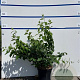 Philadelphus 'Virginal' 100-125 cm 7,5L solitair