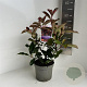 Photinia fraseri 'Camilvy' 20-30 cm 2,0L