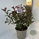 Photinia fraseri Carré Rouge 50-60 cm 5,0L