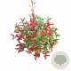 Photinia fraseri Carré Rouge 60-80 cm 10L