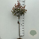 Photinia fraseri Carré Rouge 80 cm stam 7,5L