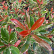 Photinia fraseri Pink Marble 30-40 cm 2,0L