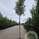 Photinia fraseri 'Red Robin' 200 cm stam 35L 12-14