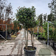 Photinia fraseri 'Red Robin' 175-200 cm cont. 130L paraplu