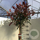 Photinia fraseri 'Red Robin' 150 cm stam 10L