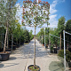 Photinia fraseri 'Red Robin' 180 cm stam container 14-16 leiboom