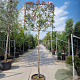 Photinia fraseri 'Red Robin' 180 cm stam container 14-16 leiboom