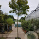 Photinia fraseri 'Red Robin' 200 cm stam container 20-25 leiboom