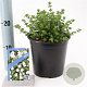 Prostanthera cuneata 20-25 cm 2,0L