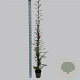 Pyracantha cocc. 'Red Column' 150-175 cm 5,0L
