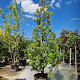 Quercus hispanica 'Fulhamensis' 250-300 cm container meerstammig