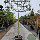 Quercus ilex 10-12 cm container LEIVORM 200 cm stam