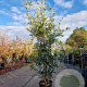 Quercus ilex 175-200 cm 18L