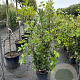Quercus ilex 100-125 cm 10L