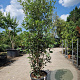 Quercus ilex 175-200 cm 30L