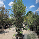 Quercus ilex 200-250 cm 50L