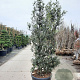 Quercus ilex 200-250 cm cont. 130L meerstammig