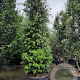 Quercus ilex 300-350 cm cont. 200L meerstammig