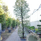 Quercus ilex 350-400 cm container geveerd
