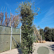 Quercus ilex 350-400 cm container meerstammig