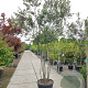 Quercus ilex 350-400 cm cont. 180L paraplu